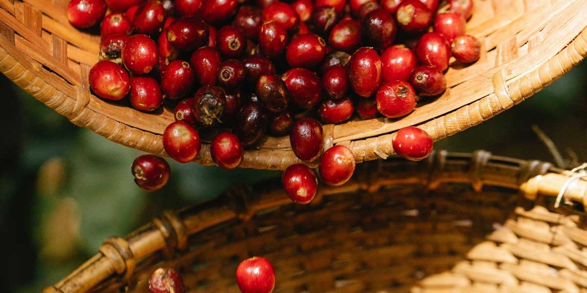 The image depicts a cluster of green coffee cherries, showcasing the vibrant and natural beauty of these unripe coffee fruits. The cherries are small and round, growing in tight clusters on slender stems.