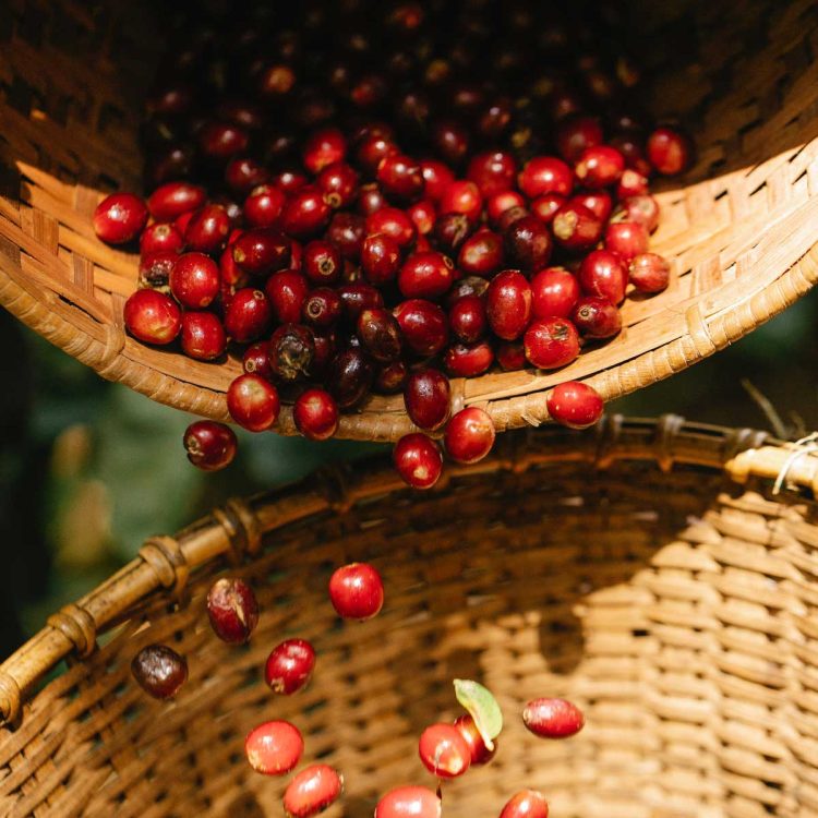 The image depicts a cluster of green coffee cherries, showcasing the vibrant and natural beauty of these unripe coffee fruits. The cherries are small and round, growing in tight clusters on slender stems.