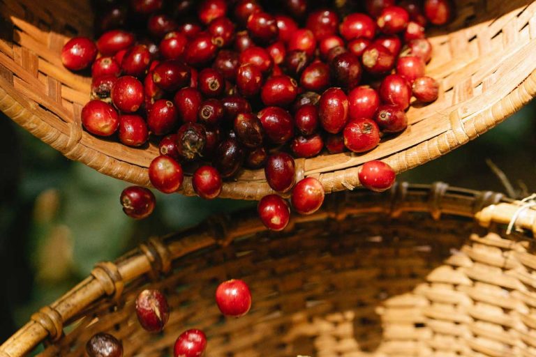 The image depicts a cluster of green coffee cherries, showcasing the vibrant and natural beauty of these unripe coffee fruits. The cherries are small and round, growing in tight clusters on slender stems.