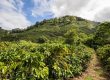 Coffee plantation in Costa Rica under clear blue skies, showcasing the beauty of the landscape and agriculture.