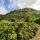 Coffee plantation in Costa Rica under clear blue skies, showcasing the beauty of the landscape and agriculture.