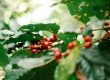 Vivid red coffee cherries hang from lush green plants in the sunlight, promising a flavorful harvest.