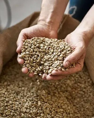 Hands holding green, unroasted coffee beans over a full burlap sack, representing the first step in coffee production.